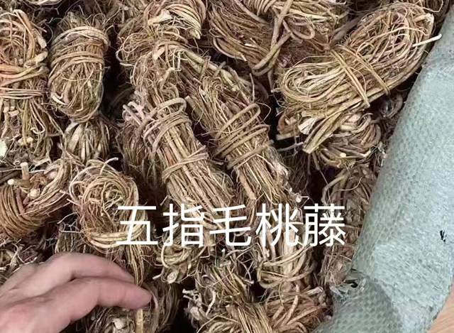 五指毛桃藤